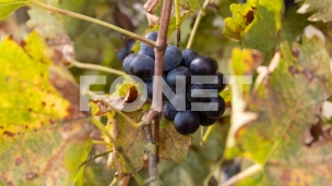 Novi pravilnici i podsticaji